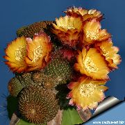 Cob Cactus Plant oranje