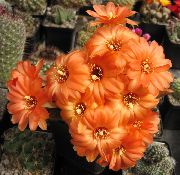 Cactus De Maní Planta naranja