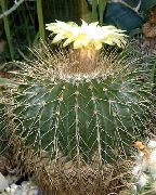 Eriocactus Растение бял