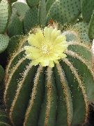 Eriocactus Растение жълт