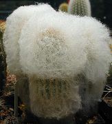 Espostoa, Перуанската Старец Кактус Растение бял