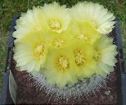 dzeltens Augs Ball Kaktuss (Notocactus) foto