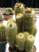 žltý Rastlina Guľa Kaktus (Notocactus) fotografie