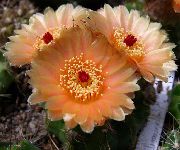 oranssi Kasvi Pallo Kaktus (Notocactus) kuva