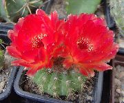 წითელი ქარხანა ბურთი Cactus (Notocactus) ფოტო