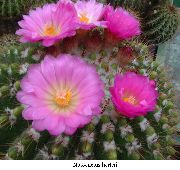 rosa Anlegg Ball Kaktus (Notocactus) bilde