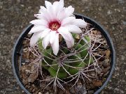 hvit Anlegg Ball Kaktus (Notocactus) bilde