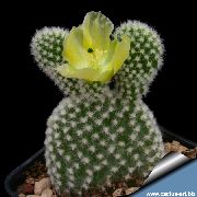 žlutý Rostlina Opuncie (Opuntia) fotografie