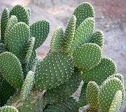 žuti Biljka Plod Kaktusa Za Jelo (Opuntia) foto