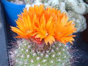 orange Plant Tom Thumb (Parodia) photo