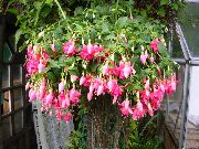 rožnat Cvet Fuksija (Fuchsia) Hiša Rastline fotografija