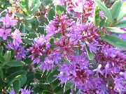 halványlila Virág Hebe  Szobanövények fénykép