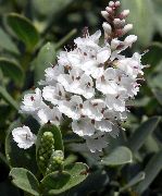 bijela Cvijet Konobarica (Hebe) Biljka u Saksiji foto