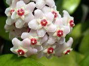 weiß Hoya, Brautstrauß, Madagaskar Jasmin, Wachsblume, Blume Chaplet, Floradora, Hawaiische Hochzeit Blume  Zimmerpflanzen foto
