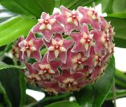 rosa Hoya, Brautstrauß, Madagaskar Jasmin, Wachsblume, Blume Chaplet, Floradora, Hawaiische Hochzeit Blume  Zimmerpflanzen foto