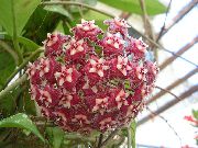 claret Hoya, Brudebuket, Madagaskar Jasmin, Voks Blomst, Chaplet Blomst, Floradora, Hawaiian Bryllup Blomst  Stueplanter foto
