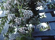 white Hoya, Bridal Bouquet, Madagascar Jasmine, Wax flower, Chaplet flower, Floradora, Hawaiian Wedding flower  Houseplants photo