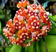 orange Hoya, Brautstrauß, Madagaskar Jasmin, Wachsblume, Blume Chaplet, Floradora, Hawaiische Hochzeit Blume  Zimmerpflanzen foto