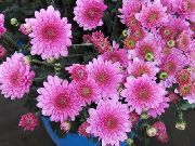 розов Цвете Цветарите Майка, Пот Майка (Chrysanthemum) Стайни растения снимка