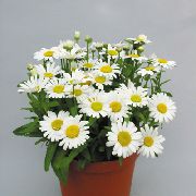 valkoinen Kukkakaupat Mum, Potti Mum (Chrysanthemum) Huonekasvit kuva