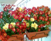 clarete Florists Mum, Pot Mum (Chrysanthemum) Plantas de Casa foto
