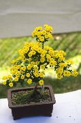 žltý Kvetina Kvetinárstvo Mamička, Pot Mamička (Chrysanthemum) Izbové Rastliny fotografie