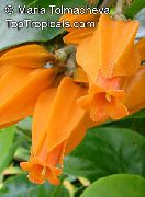narančasta Cvijet Zlatni Prst Biljka (Juanulloa aurantiaca, Juanulloa mexicana)  foto