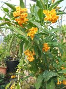 sárga Virág Cestrum  Szobanövények fénykép