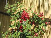 წითელი ყვავილების Cestrum  სახლი მცენარეთა ფოტო