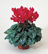 vermelho Flor Persian Violet (Cyclamen) Plantas de Casa foto