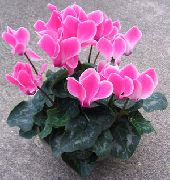 粉红色 花 波斯紫罗兰 (Cyclamen) 室内植物 照片