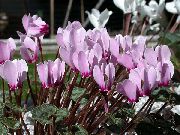 jorgovan Cvijet Perzijski Violet (Cyclamen) Biljka u Saksiji foto