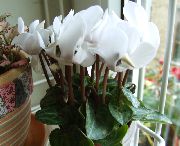 ホワイト フラワー ペルシャバイオレット (Cyclamen) 観葉植物 フォト
