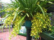 dzeltens Zieds Hibrīdiem (Cymbidium) Telpaugi foto