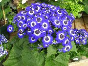 Cineraria Cruenta Blomma mörkblå