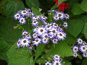 блакітны Кветка Цинерария Скрываўленая (Крестовник) (Cineraria cruenta, Senecio cruentus) Пакаёвыя расліны фота