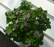 vijolična Cvet Persian Vijolična (Exacum) Hiša Rastline fotografija