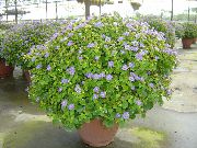 jasnoniebieski Kwiat Ekzakum (Exacum) Rośliny domowe zdjęcie