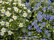 balts Zieds Persiešu Violets (Exacum) Telpaugi foto