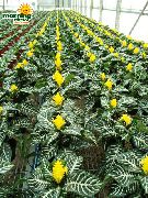 Εργοστάσιο Ζέβρα, Πορτοκαλί Φυτό Γαρίδες λουλούδι κίτρινος