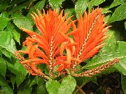 оранжев Цвете Зебра Растение, Оранжево Скариди Растителна (Aphelandra)  снимка