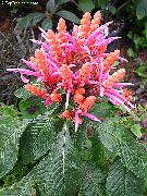 vaaleanpunainen Kukka Seepra Kasvi, Oranssi Katkarapu Kasvi (Aphelandra)  kuva