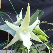 balts Zieds Komēta Orhideja, Zvaigzne Betlēmes Orhideju (Angraecum) Telpaugi foto