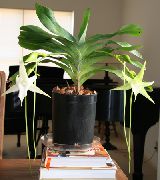 blanc Fleur Orchidée Comète, Étoile De Bethléem Orchidée (Angraecum) Plantes d'intérieur photo