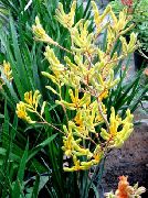 ყვითელი ყვავილების Kangaroo Paw (Anigozanthos flavidus) სახლი მცენარეთა ფოტო