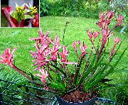 rosa Blume Känguru-Tatze (Anigozanthos flavidus) Zimmerpflanzen foto