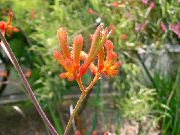 ფორთოხალი ყვავილების Kangaroo Paw (Anigozanthos flavidus) სახლი მცენარეთა ფოტო