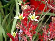 红 花 袋鼠爪 (Anigozanthos flavidus) 室内植物 照片