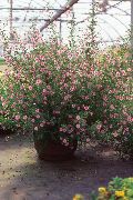 pembe çiçek Afrika Ebegümeci (Anisodontea) Ev bitkileri fotoğraf