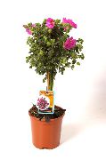 ροζ λουλούδι Αφρικανική Μολόχα (Anisodontea) φυτά εσωτερικού χώρου φωτογραφία